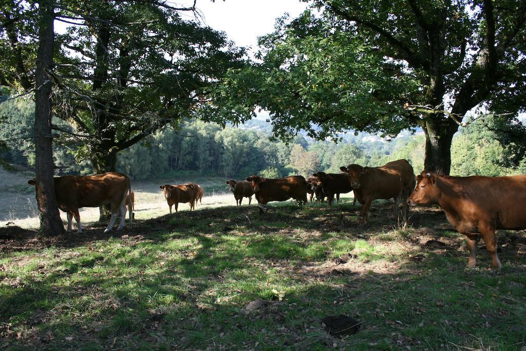 Domaine De Romefort Saint-Léonard-de-Noblat Habitación foto